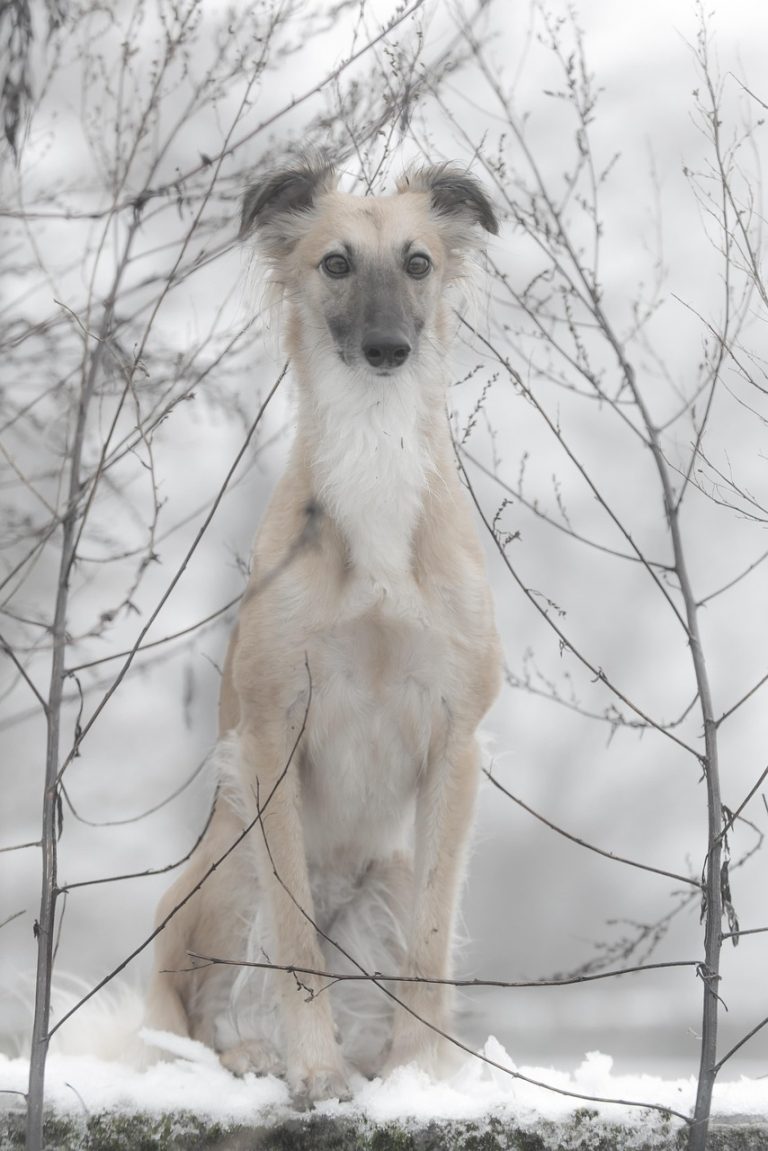 silken windsprite, animal, dog, pet, dog in the snow